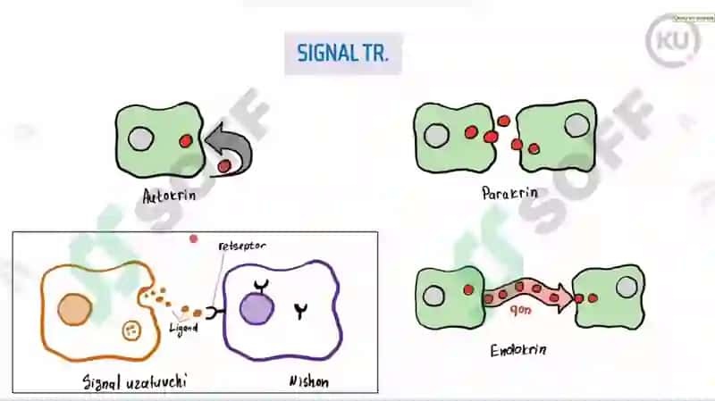 Signal transduksiya 2