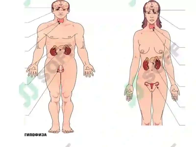 Организмдаги безлар 2
