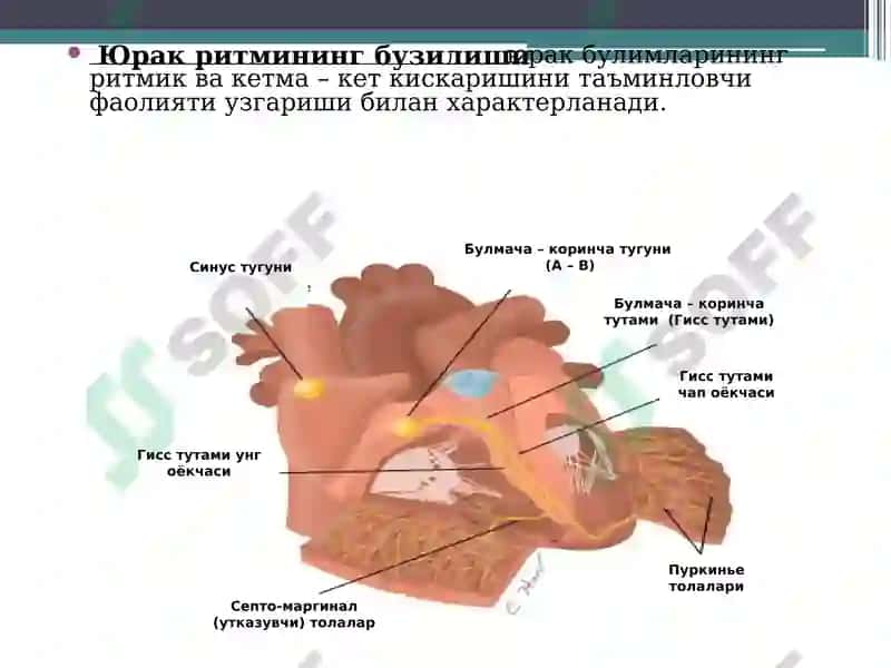 Юрак ритмининг бузилиши. Диагностика. ЭКГ диагностика 2