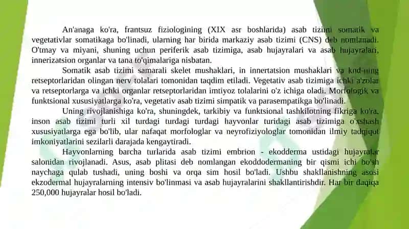 Nerv tizimi Neyron tarmoqlari 2