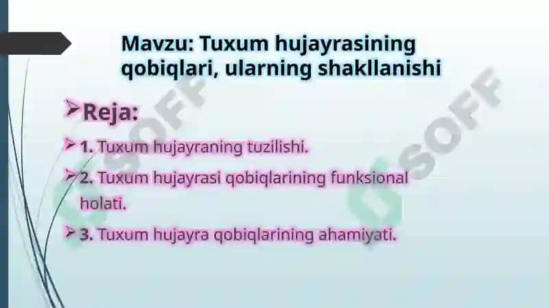 Tuxum hujayrasining qobiqlari, ularning shakllanishi 2