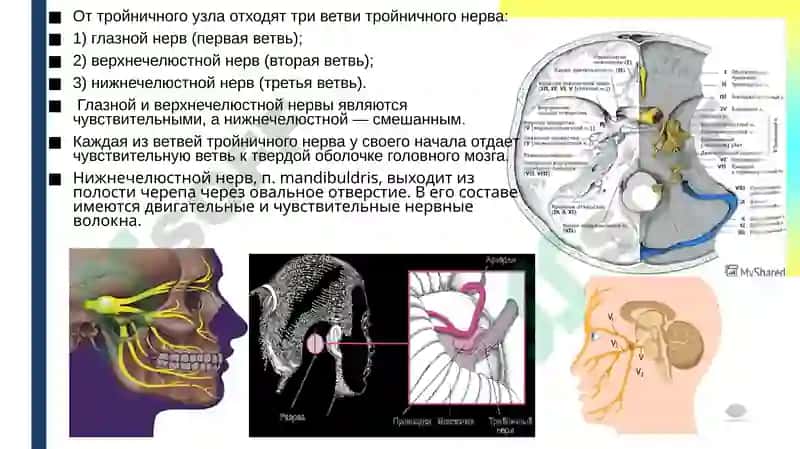 Тройничный нерв 2