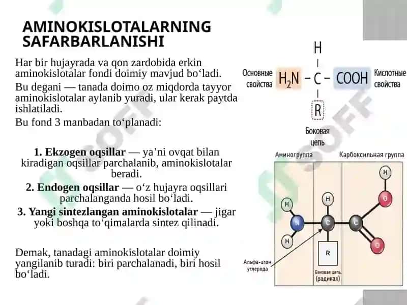 Aminokislotalarning safarbarlanishi 2