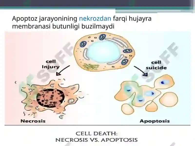 Apoptoz 2