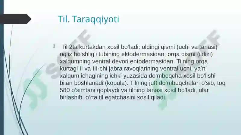 taʼm bilish aʼzosining morfofunksional tavsifi 2