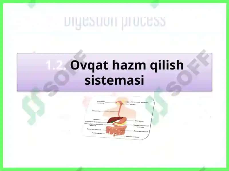 Ovqat hazm qilish tizimi 2
