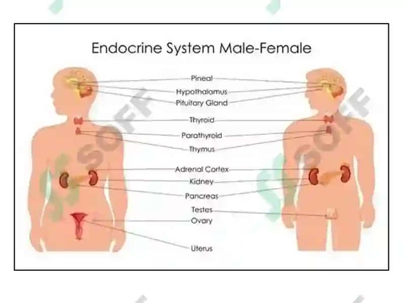 ENDOKRIN TIZIMI PATOFIZIOLOGIYASI 2