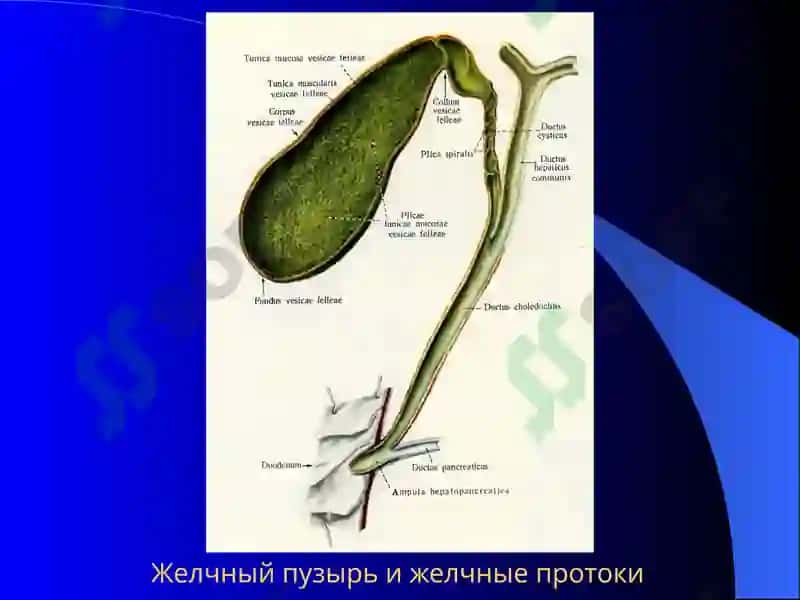 Постхолецистэктомический синдром 2