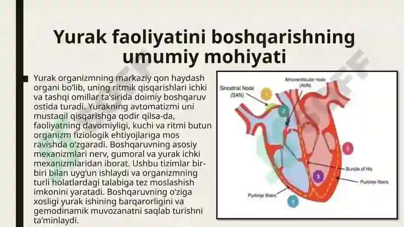 yurak faoliyatini boshqarilishini Oʻziga xosligi 2