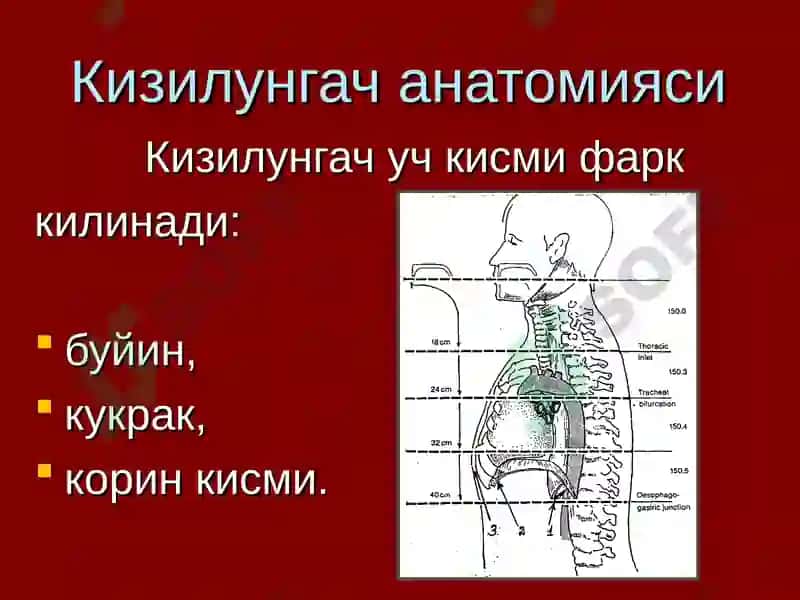 Кизилунгач анатомияси 2
