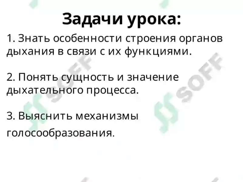 Система органов дыхания 2
