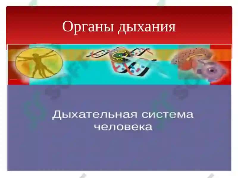 Органы дыхания 2