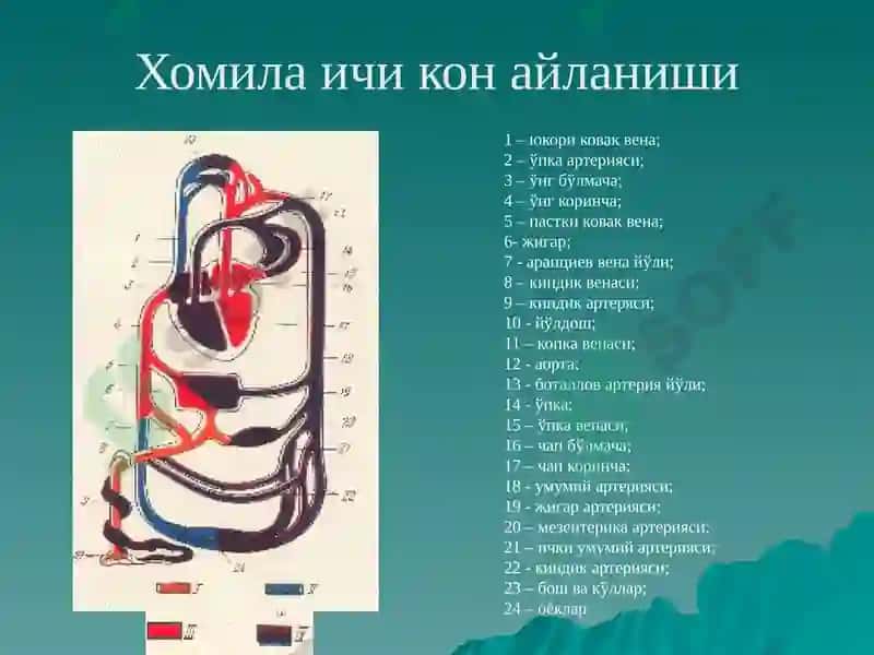 Юракда шовкин синдроми: тугма ва орттирилган юрак нуксонлари 2