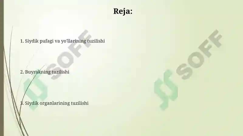 Siydik organlarining tuzilishi 2