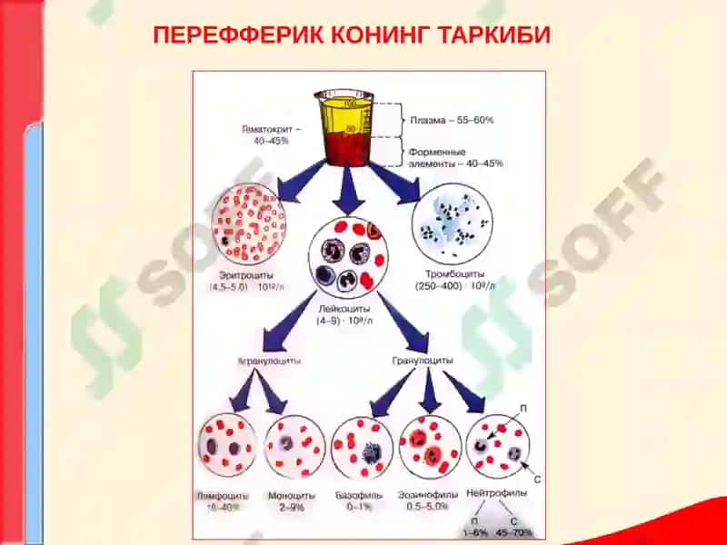 Перефферик кони таркиби 2