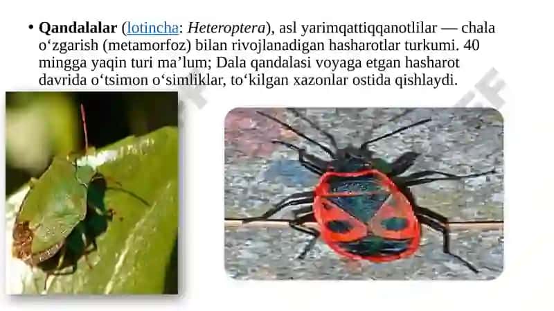 Qandalalar 2