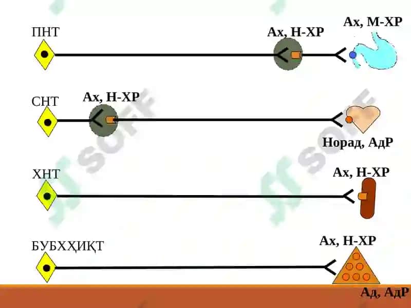 АДРЕНОМИМЕТИКЛАРСИМПАТОМИМЕТИКЛАР 2