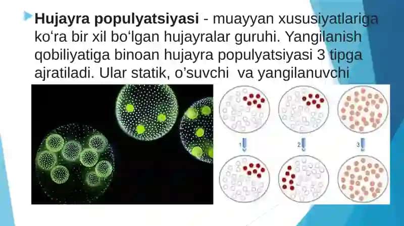 HUJAYRA POPULYATSIYASI 2