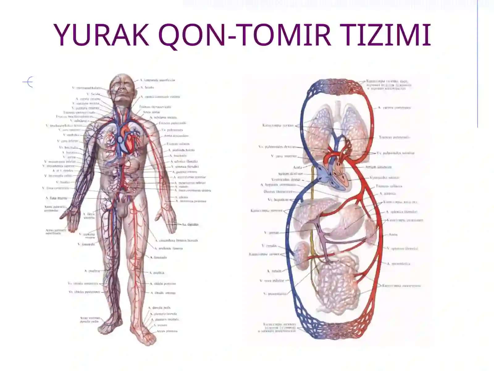 Yurak - qon tomir kasalliklarida bemorni tekshirish usullari 2