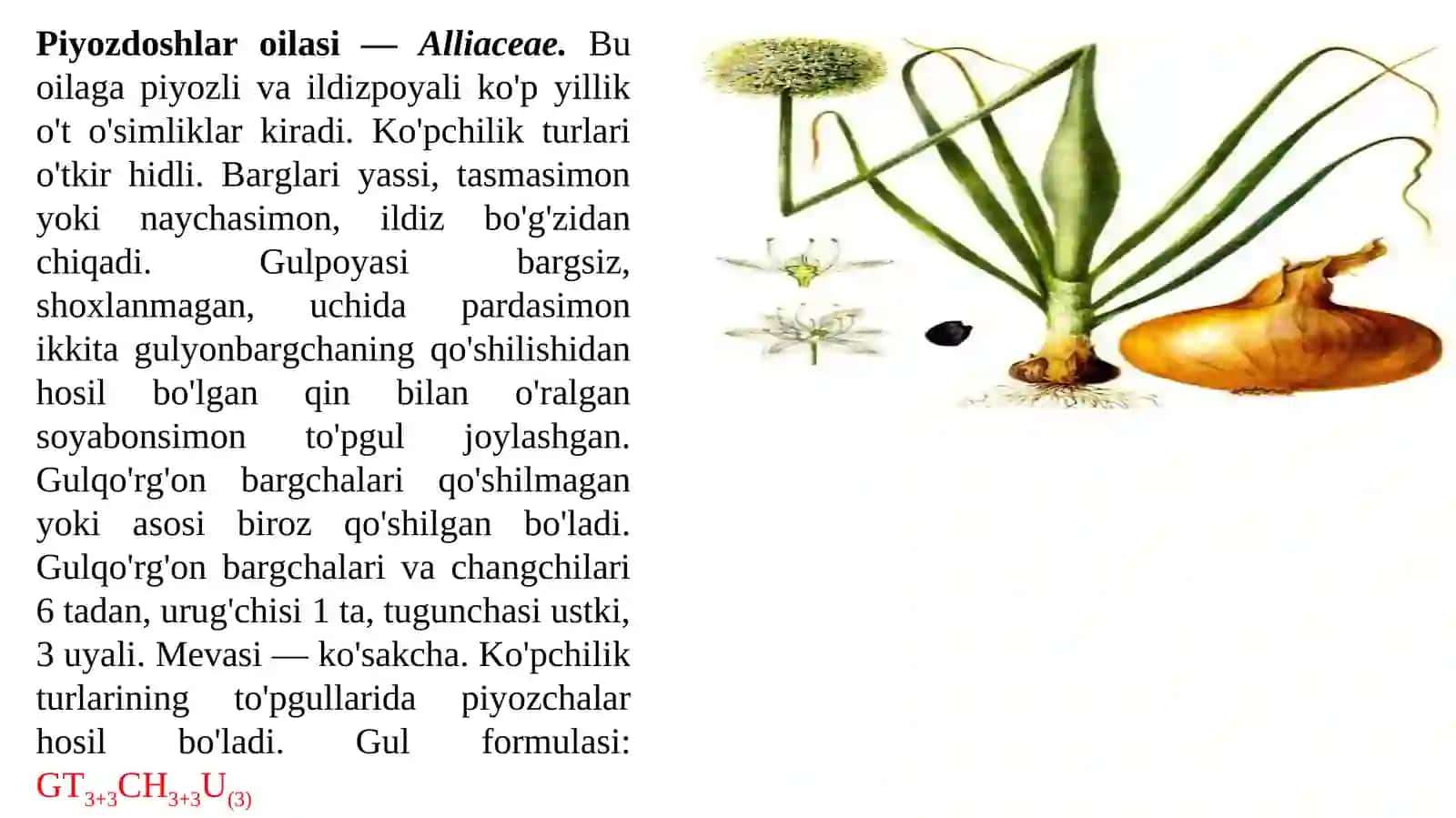 Piyozdoshlar oilasi 2