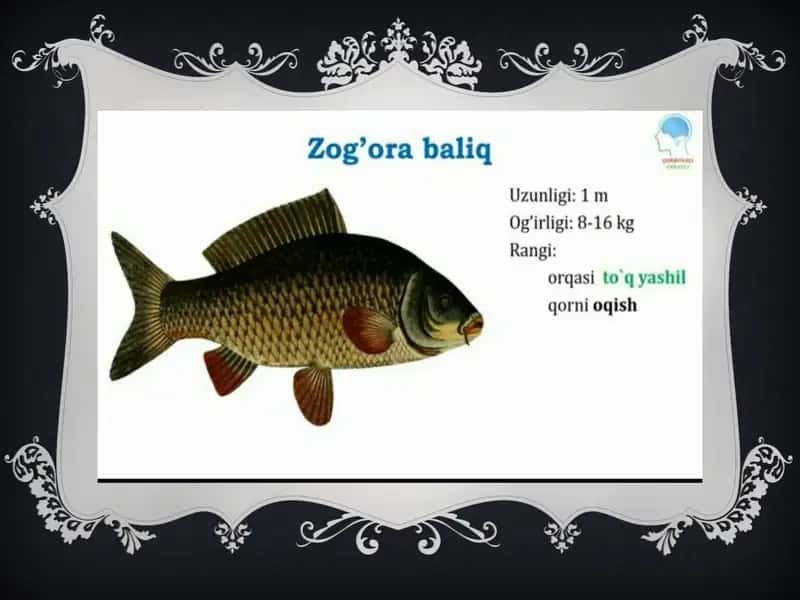 Baliqlarning tuzilishi 2