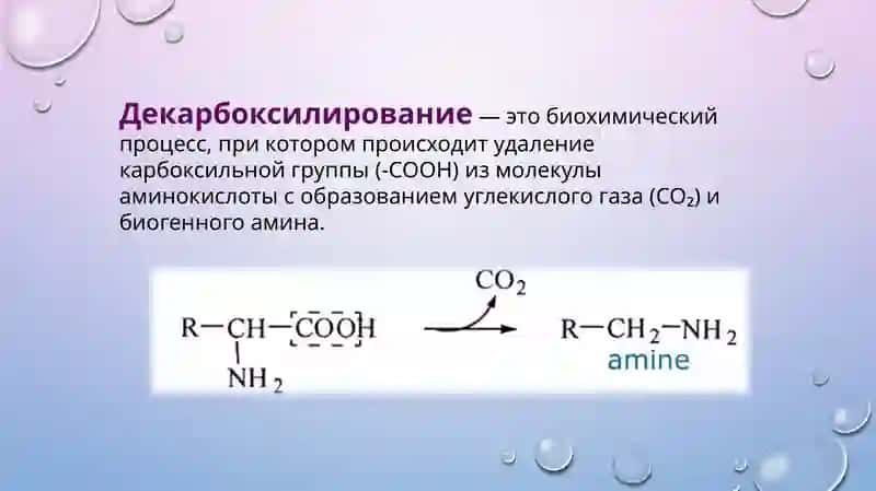 Декарбоксилирование аминокислот 2