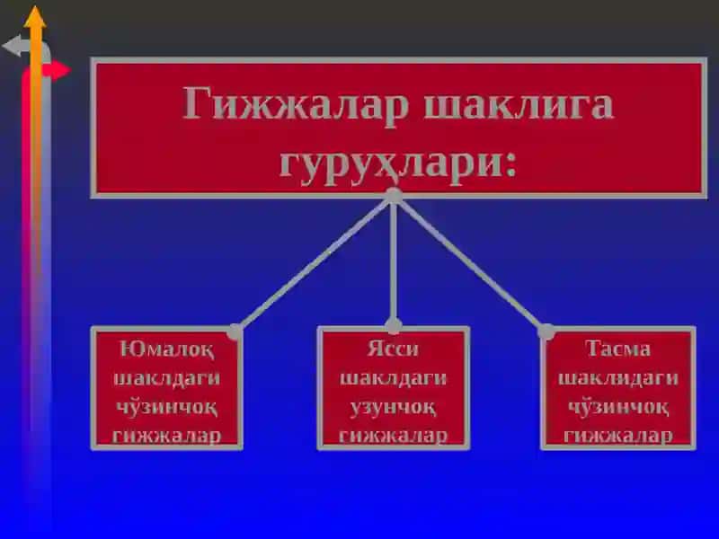 Гижжа касалликлари 2
