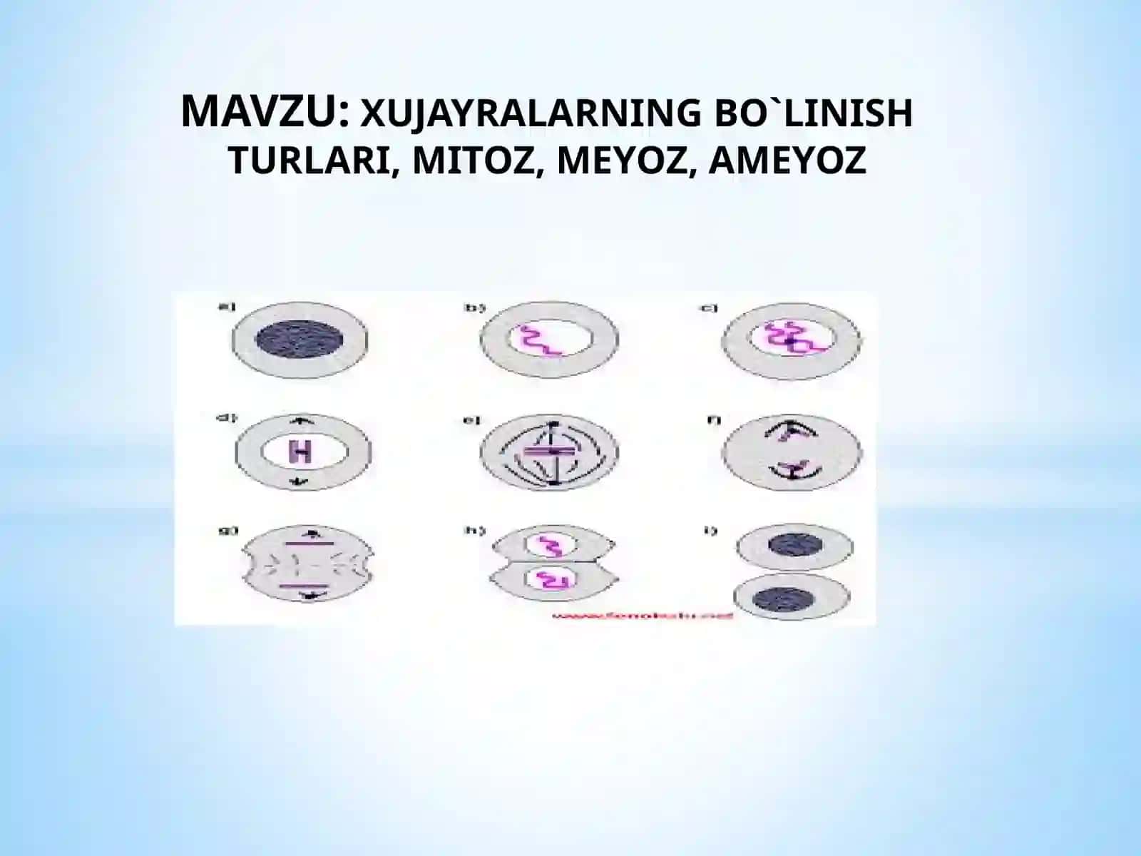 Hujayraning mitotik va hayotiy sikli 2