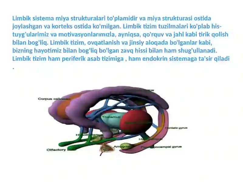 Limbik tizim 2