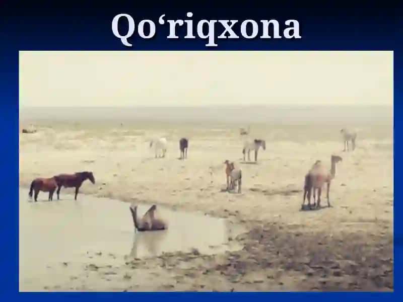 Qo‘riqxona 2