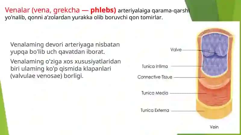 Venoz tizimining funktsional anatomiyasi 2