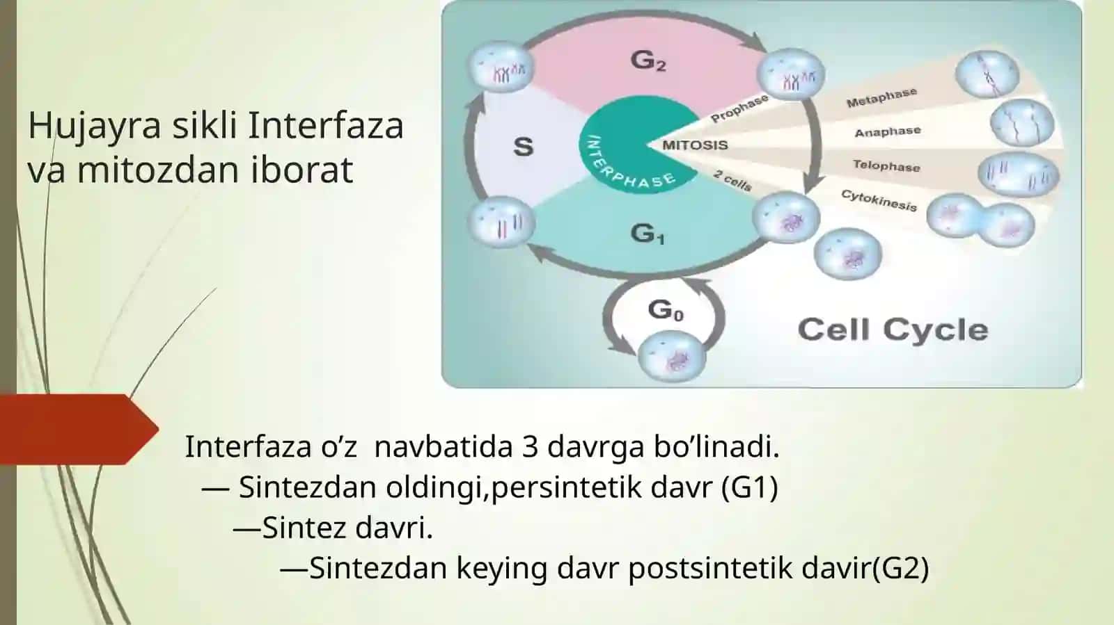 Mitoz va uning fazalari 2