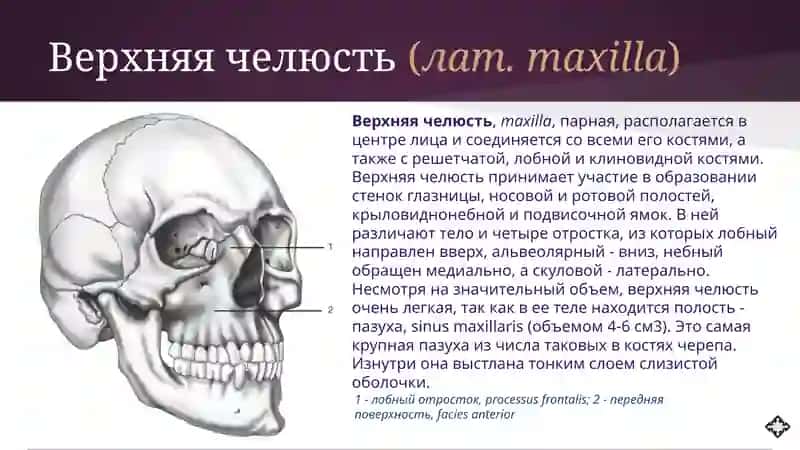 Анатомия верхней и нижней челюсти 2