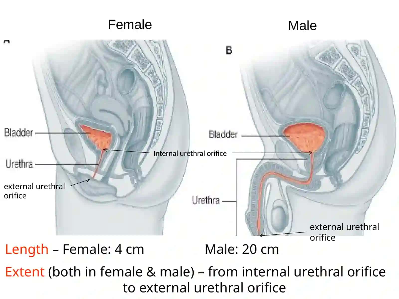 Urethra Structure in Male and Female 2