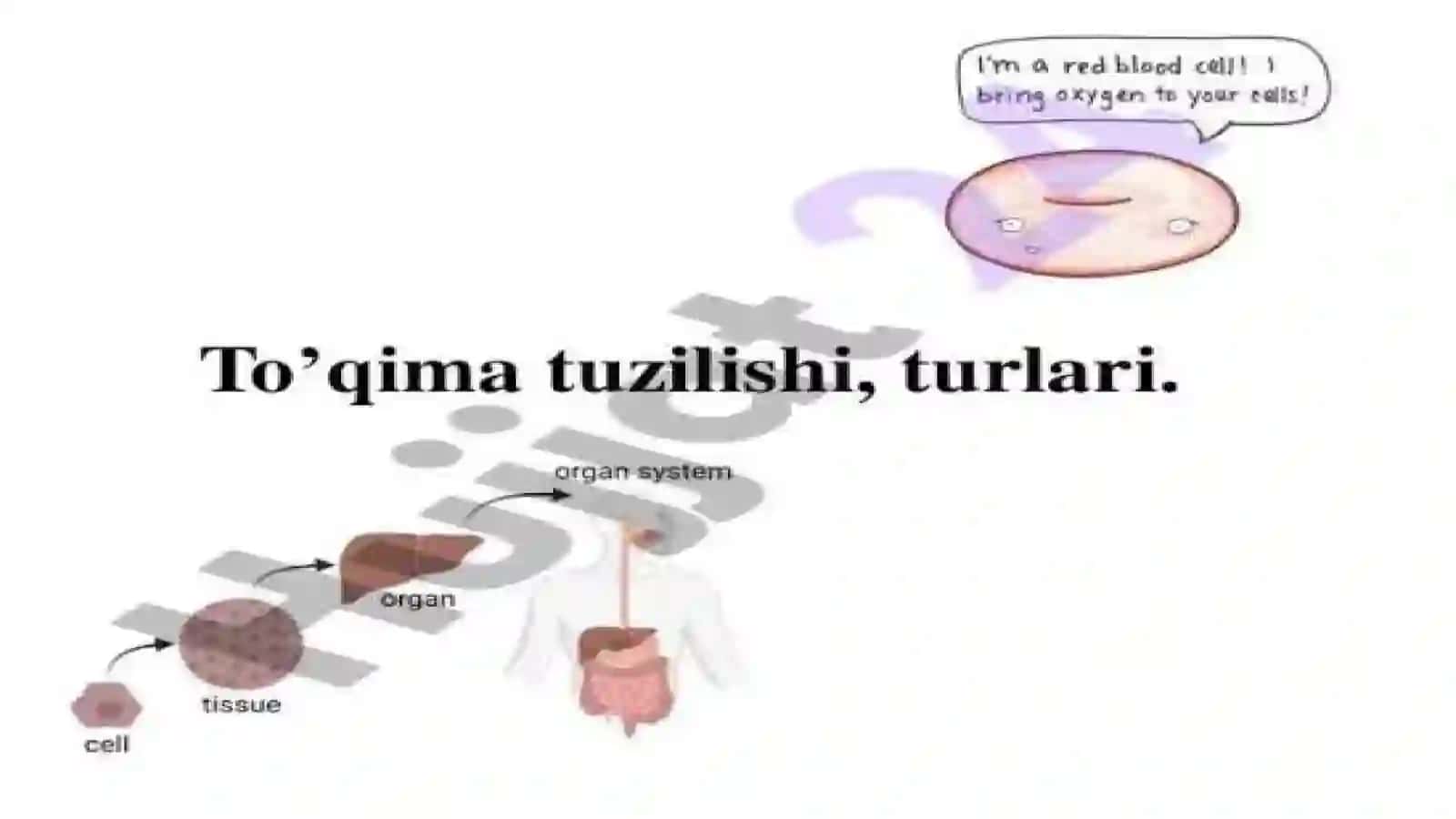 Toqimalar tuzilishi, turlari 2
