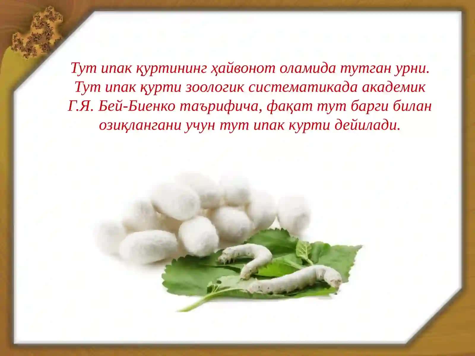 Тут ипак қурти 2