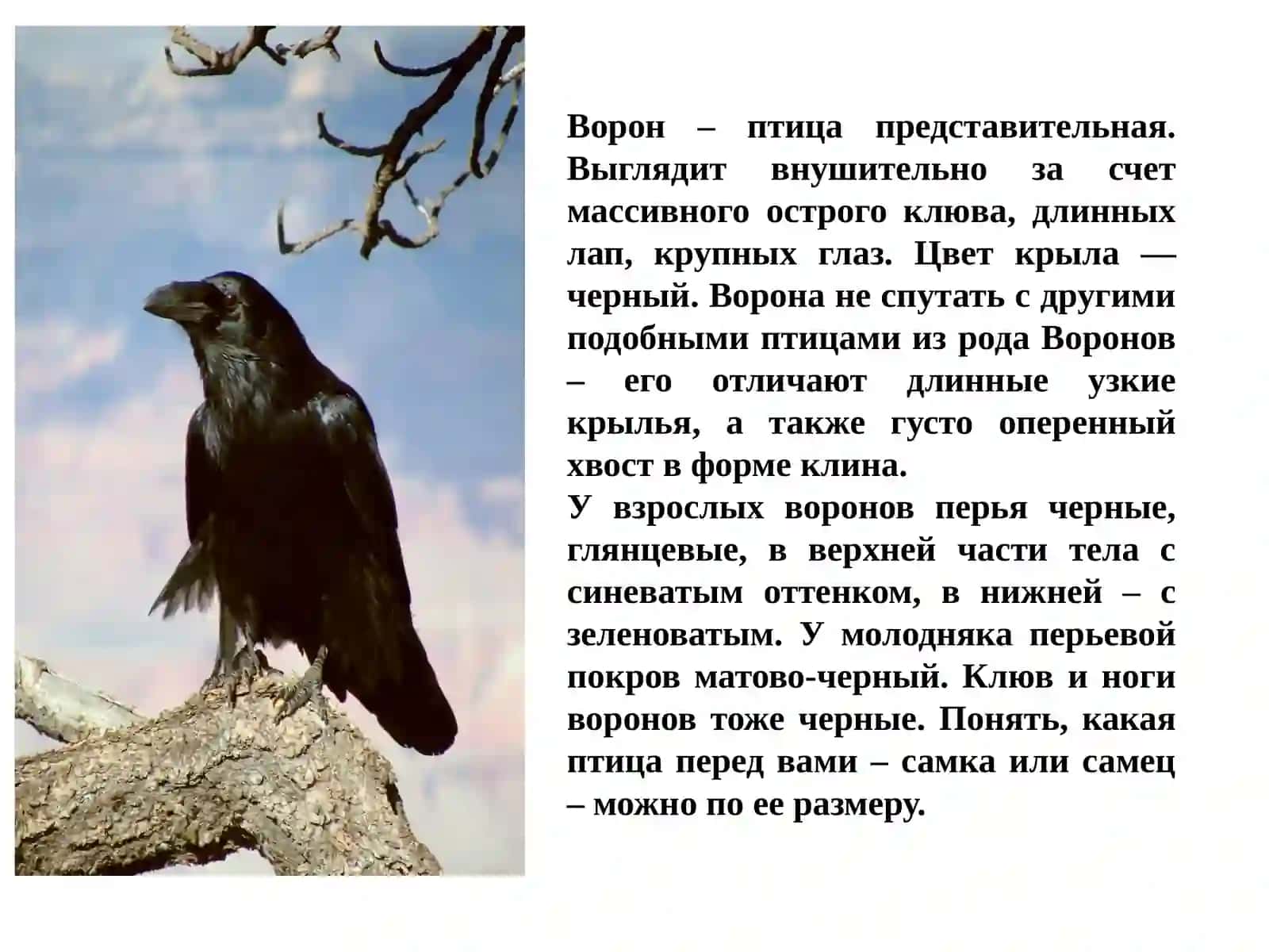 Ворона 2
