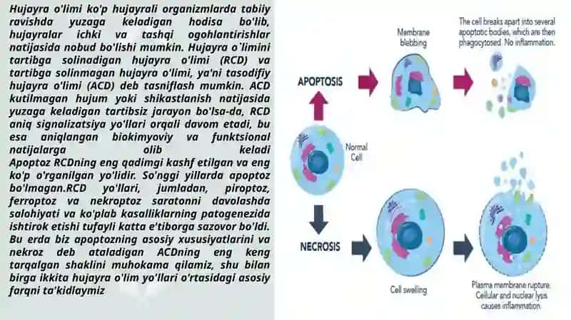 Apoptoz 2