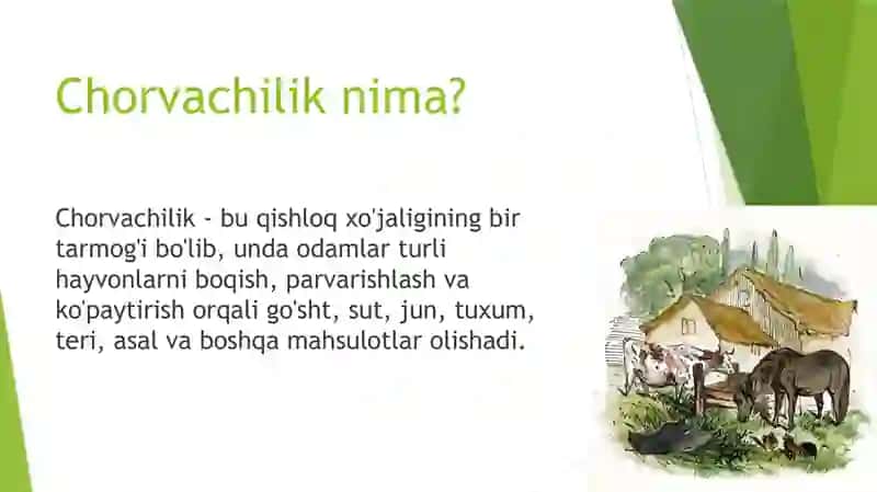Chorvalik haqida slayd prezentatsiya 2