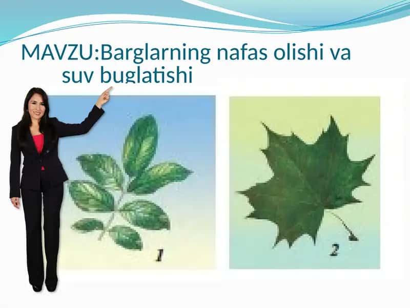 "Barglarning nafas olishi va suv bug`latish" 2