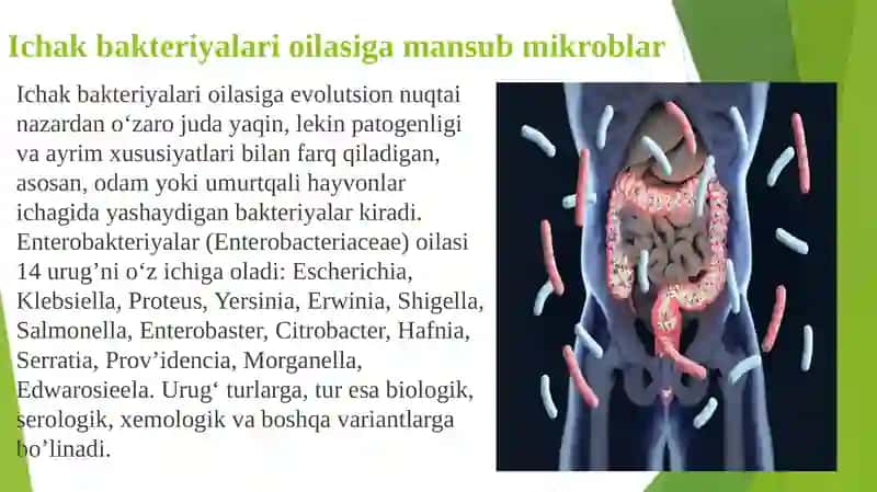 Ichak bakteriyalari oilasiga mansub mikroblar 2