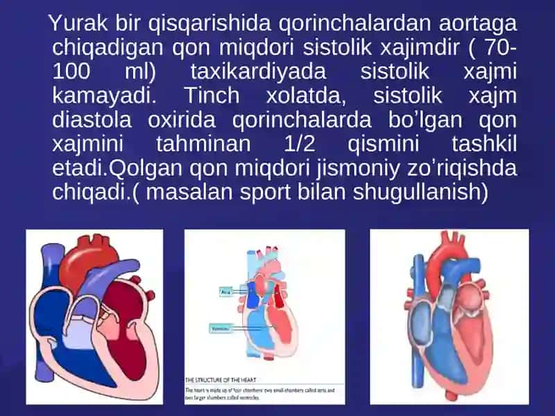 Yurakning sistolik va diastolik hajmlari 2
