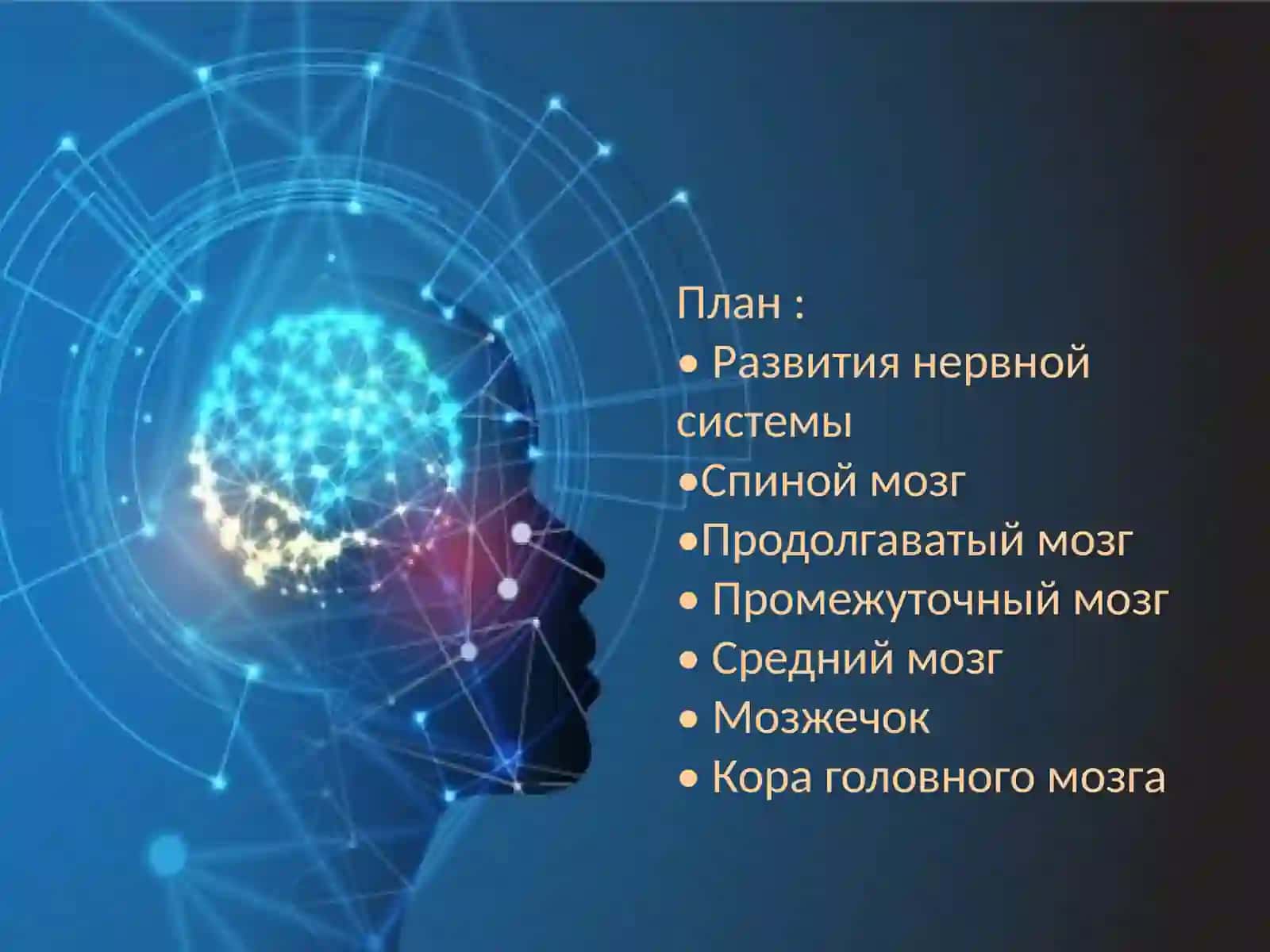 Кора головного мозга.Мозжечок 2