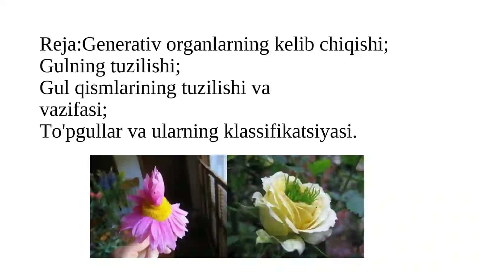 GUL TUZILISHI VA TO‘PGULLAR 2