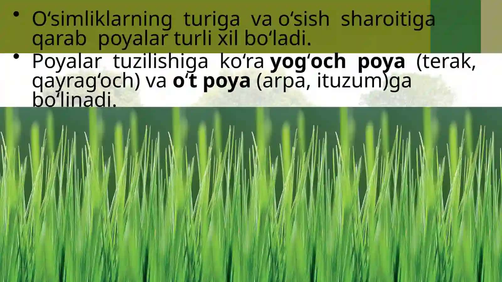 6-sinf Botanika Poyalarning xilma-xilligi 2