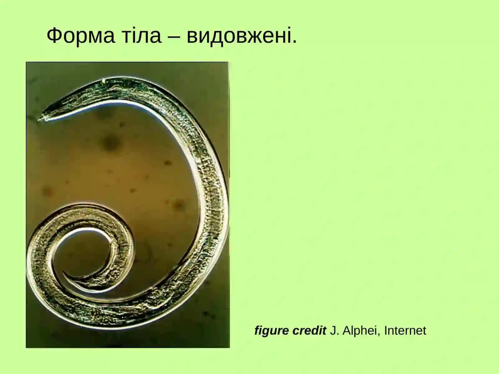 Тип NematodaКруглі черви 2