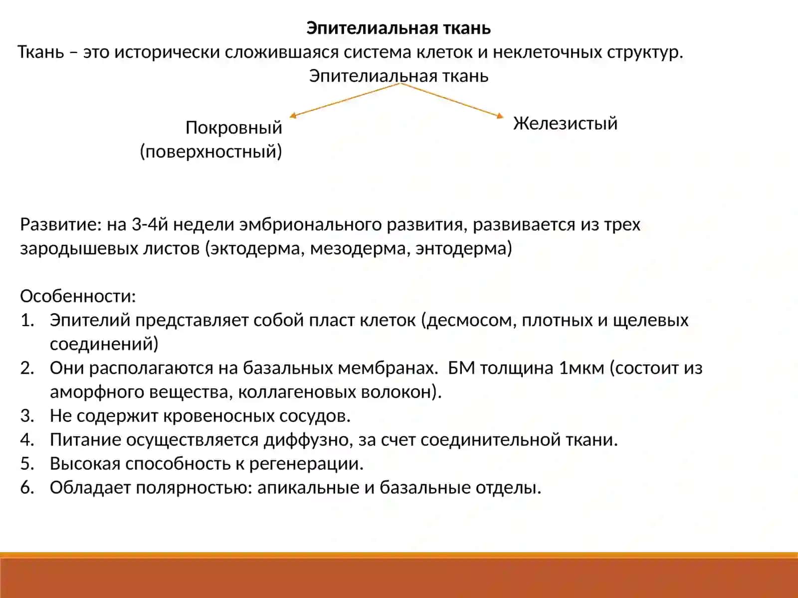 Эпителиальная ткань 2