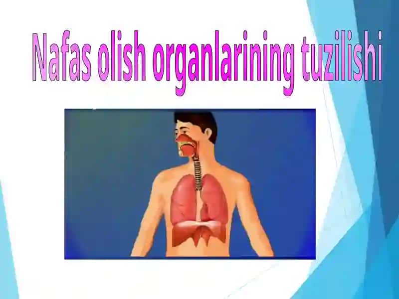 Nafas olish organlari sistemasi 2