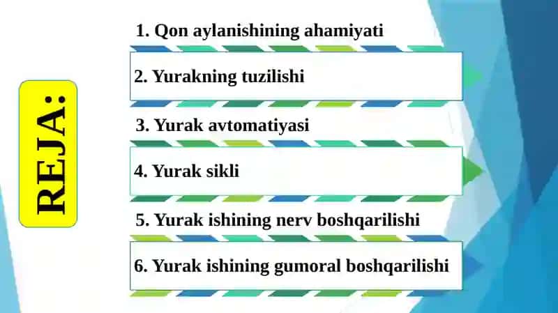Qonaylanishning ahamiyati, yurakning tuzilishi 2