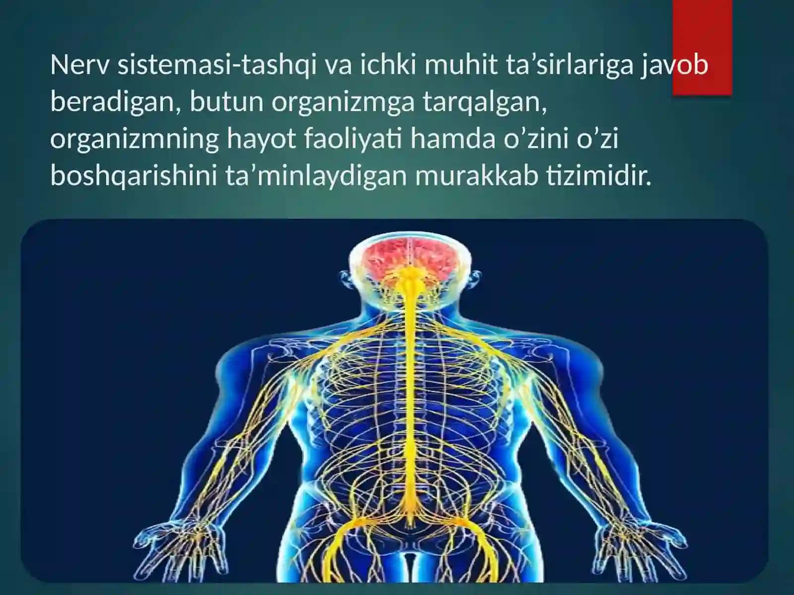 Nervsistemasiningfiziologiyasi 2